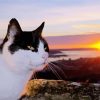 Cat Animal And Sunset diamond painting