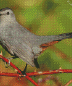 Grey Catbird On A Branch diamond painting