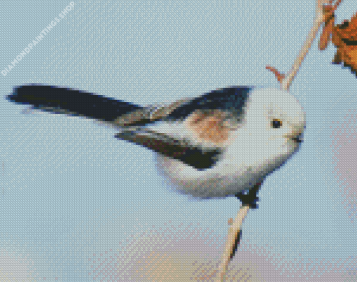 Long Tailed Tit Bird diamond painting