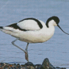 Pied Avocet diamond painting