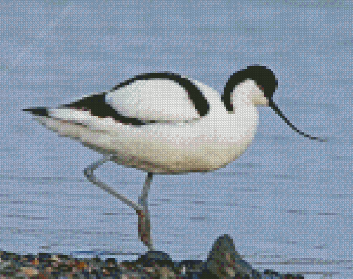 Pied Avocet diamond painting