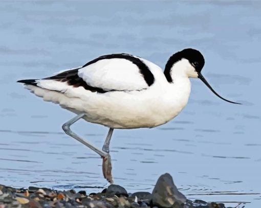 Pied Avocet diamond painting