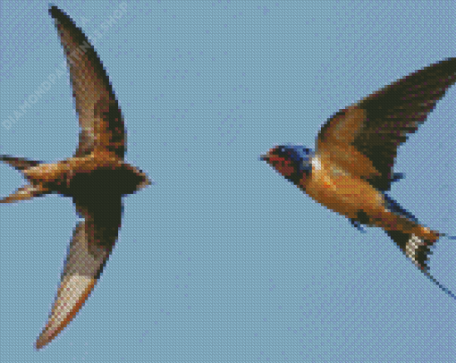 Swifts And Swallows diamond painting