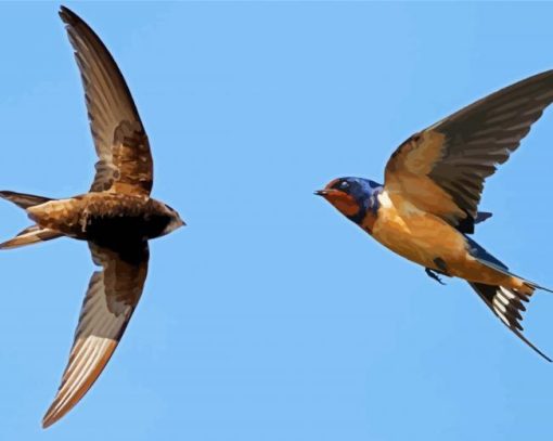 Swifts And Swallows diamond painting