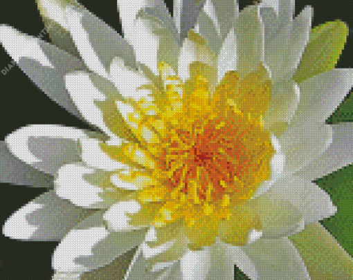 White Tiger Lotus diamond painting