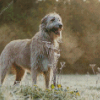 Wolfhound Dog diamond painting