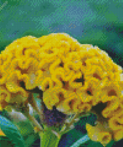 Yellow Cockscomb diamond painting