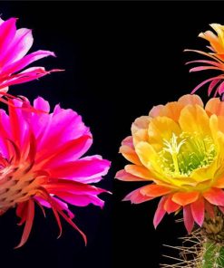 Aesthetic Pink And Yellow Flowers On Cactuses diamond painting