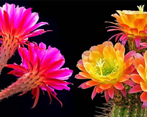 Aesthetic Pink And Yellow Flowers On Cactuses diamond painting