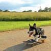 Beautiful Dog Skateboard diamond painting