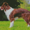 Brown Border Collie Dog diamond painting