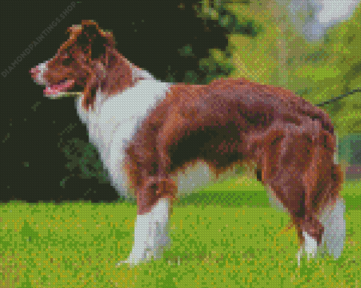 Brown Border Collie Dog diamond painting