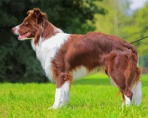 Brown Border Collie Dog diamond painting