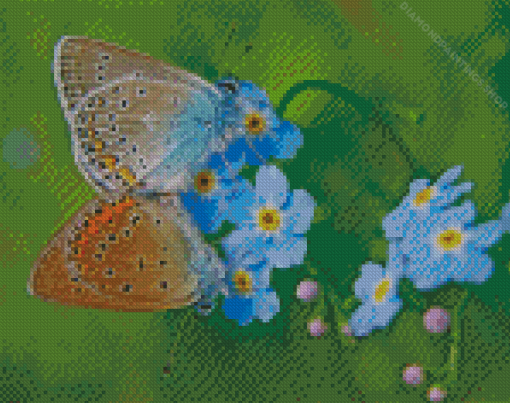 Butterflies On Forget Me Nots Flowers diamond painting