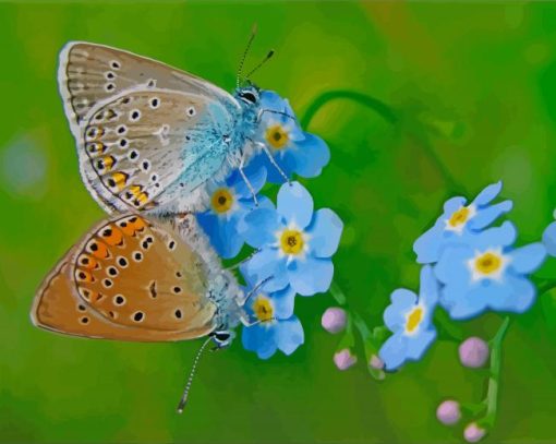 Butterflies On Forget Me Nots Flowers diamond painting