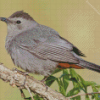 Catbird Bird diamond painting