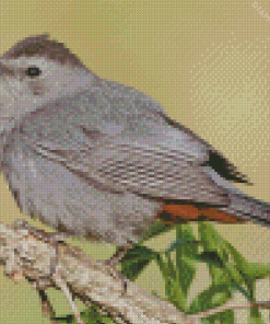 Catbird Bird diamond painting