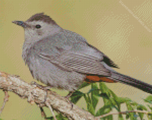 Catbird Bird diamond painting