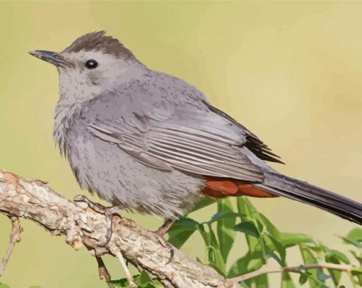 Catbird Bird diamond painting