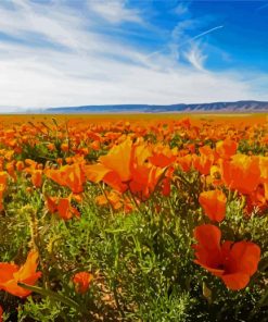 Orange Flowers In Field diamond painting