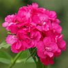 Pink Sweet William diamond painting