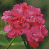 Pink Sweet William diamond painting