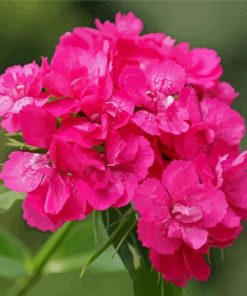 Pink Sweet William diamond painting