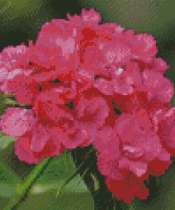 Pink Sweet William diamond painting