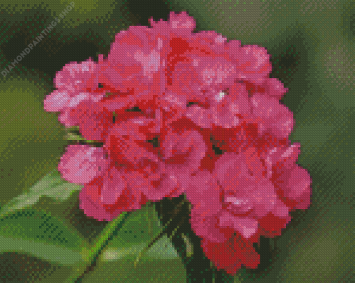 Pink Sweet William diamond painting