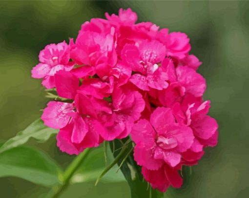 Pink Sweet William diamond painting