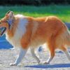 Rough Collie Holding Ball In His Mouth diamond painting