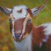 Adorable Nigerian Dwarf Goat diamond painting