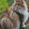 Aesthetic Norwegian Forest Cat diamond painting