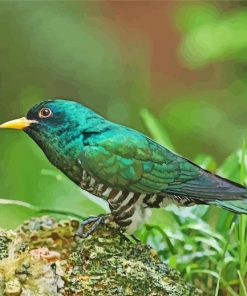 Asian Emerald Cuckoo Bird diamond painting