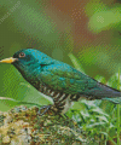 Asian Emerald Cuckoo Bird diamond painting