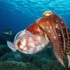 Cool Cuttlefish diamond painting
