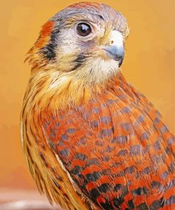 American Kestrel Sparrow Hawk Diamond Paintings