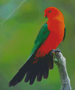 Australian King Parrot Diamond Paintings