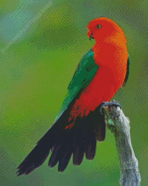 Australian King Parrot Diamond Paintings