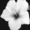 Black And White Hibiscus Diamond Paintings