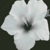 Black And White Hibiscus Diamond Paintings