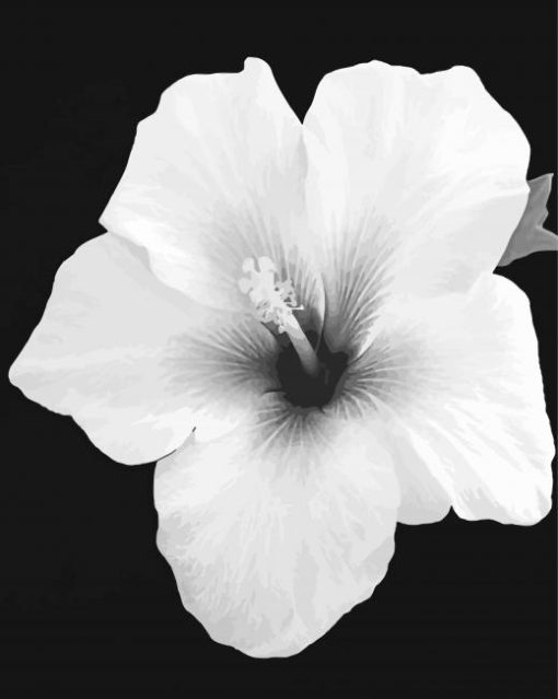 Black And White Hibiscus Diamond Paintings