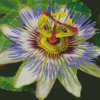 Bluecrown Passionflower Diamond Paintings