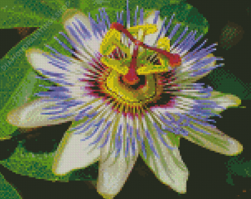 Bluecrown Passionflower Diamond Paintings