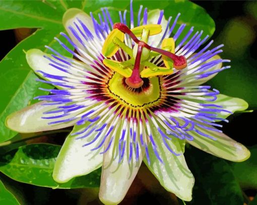 Bluecrown Passionflower Diamond Paintings