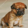Border Terrier Puppy Diamond Paintings