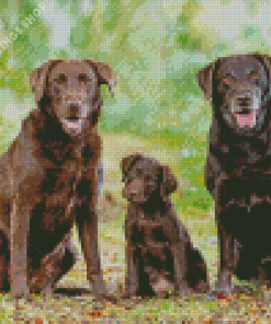 Brown Labradors Diamond Paintings