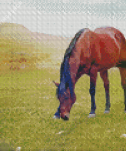 Brown Mare Horse Grazing Diamond Paintings