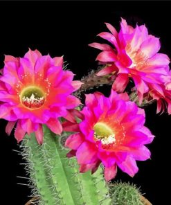 Cactus And Flowers Diamond Paintings