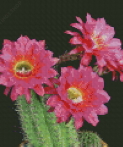 Cactus And Flowers Diamond Paintings